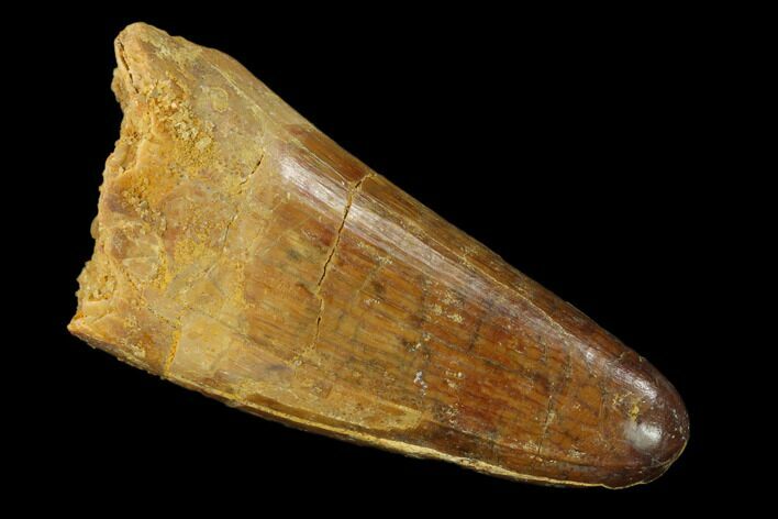 Large, Cretaceous Fossil Crocodile Tooth - Morocco #159136